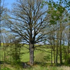 Dub u rybníka Troubový
