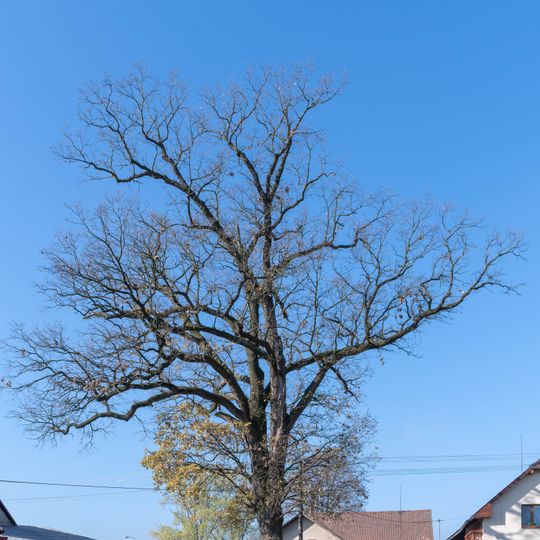 Dub letní v Lukavici