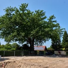 Stiel-Eiche Tonstichweg