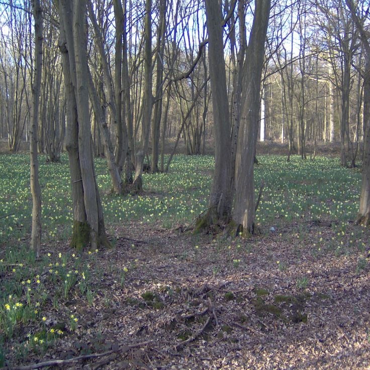 Forêt de Sénart