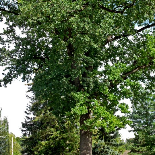 Naturdenkmal [[Eichen