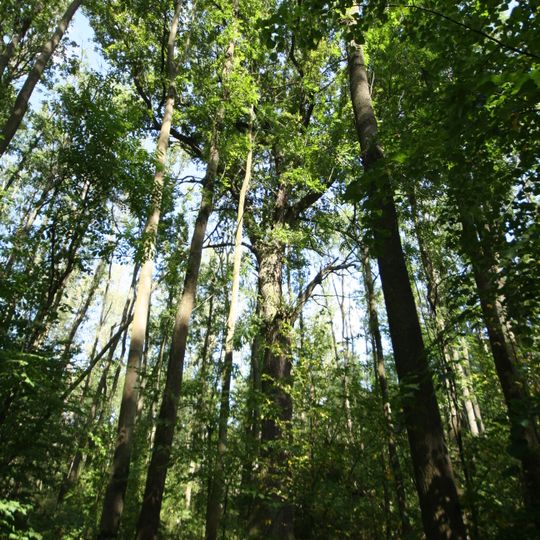 4 oaks in Bažantnice