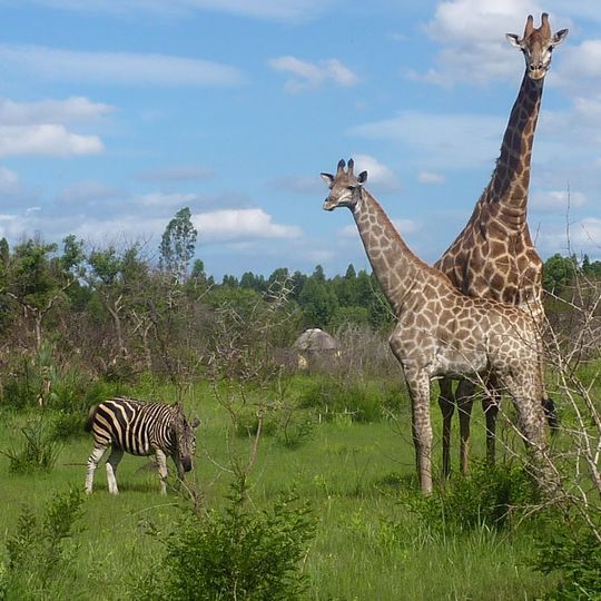 Maputo Special Reserve