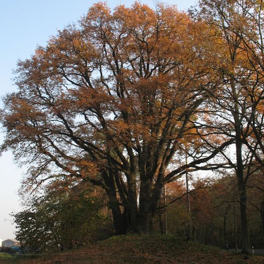 Sieben-Brüder-Eiche