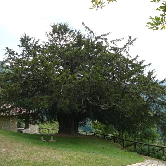 Bermiego Yew