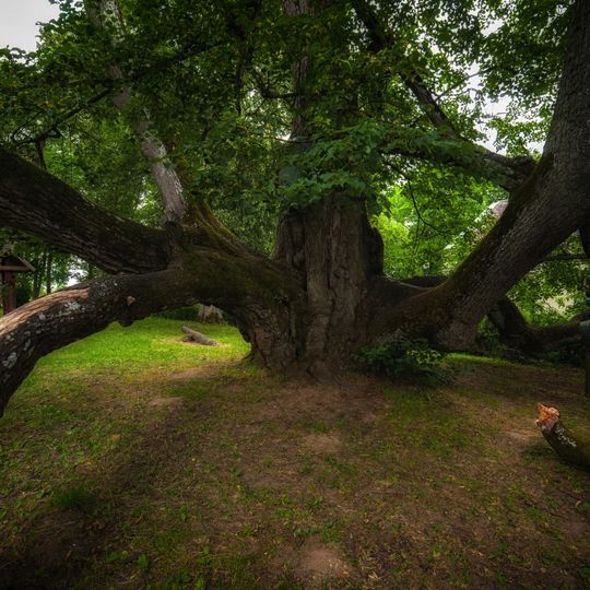 Valdemārpils Elku liepa