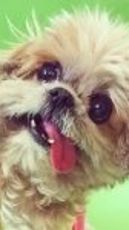 Marnie The Dog