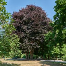 Rot-Buche Bürgerpark