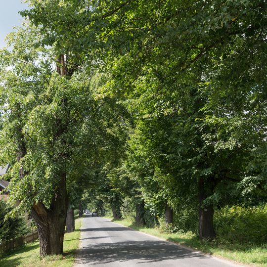 Lime avenue in Karpniki