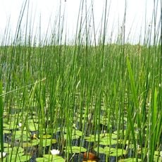 Jezioro Woszczelskie (Natura 2000)