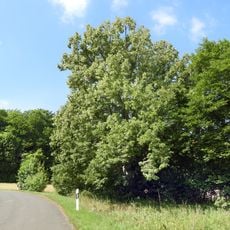 Lutherlinde bei Hermannrode