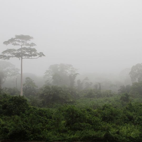 Parco nazionale Taï