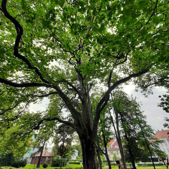 Platan Emila Hanzelky