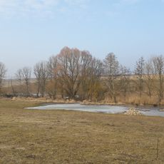 Wiesenweihe Taubergrund