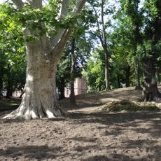 Platanus in Sofia