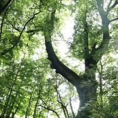 Jasan v Nebeské Rybné