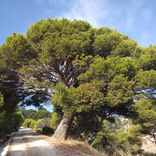 Monumento Natural Pinar de Cánava