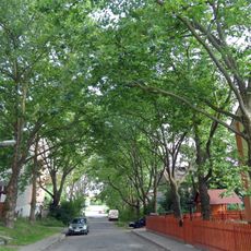 Stromořadí 20 platanů javorolistých v Rakouském táboře