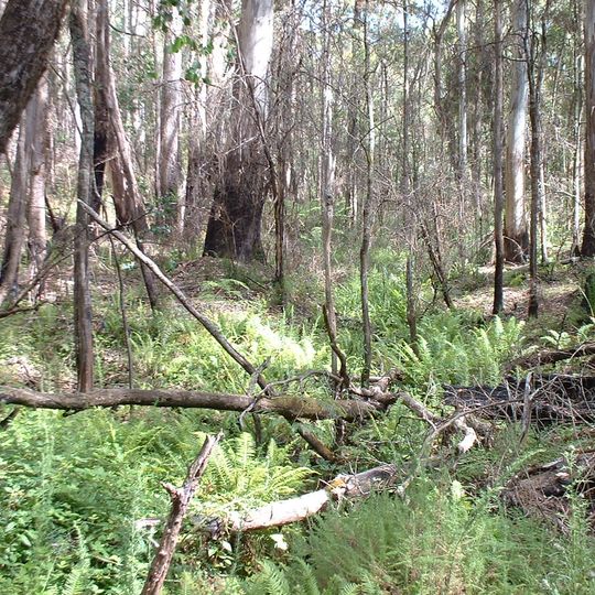 Stringybark Creek