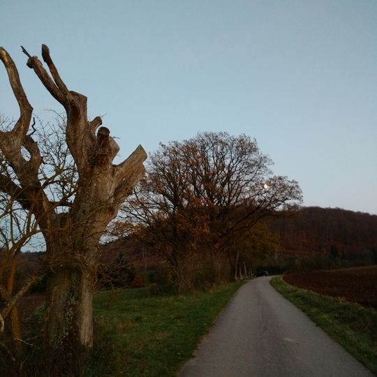 Eichenallee im Langen Teich