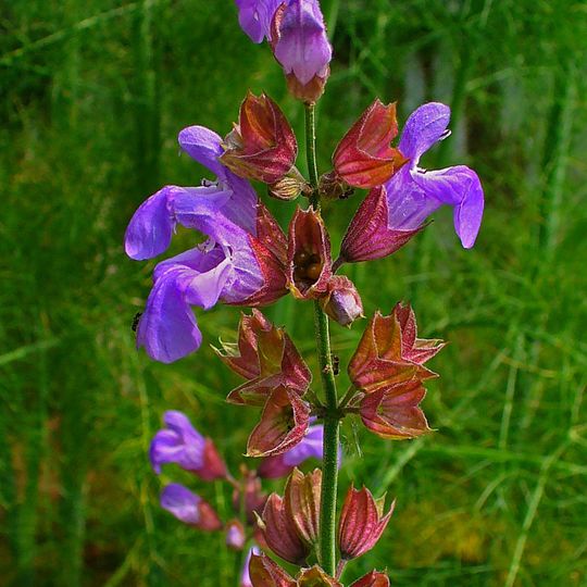 Giardino Botanico della Majella
