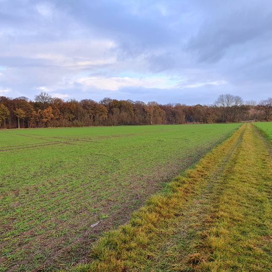 Sprödaer Wald und Triftholz