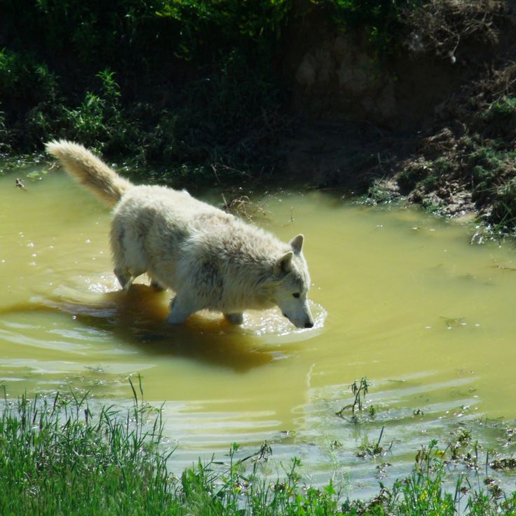 Il Santuario degli Animali Selvatici