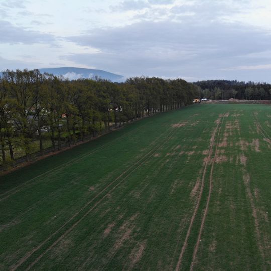 Dubová alej u Zámečku na Podhůří