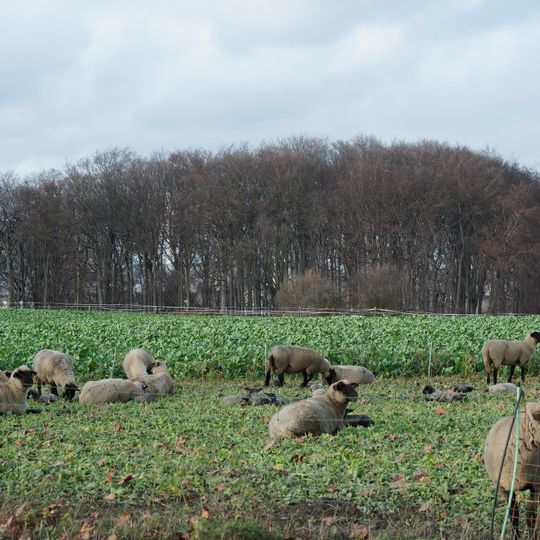 Wäldchen an der Vödestraße