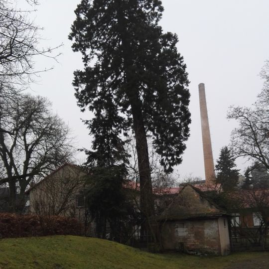 Mammutbaum am Wohnheim