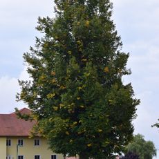 Fischerlinden in Oberleiten