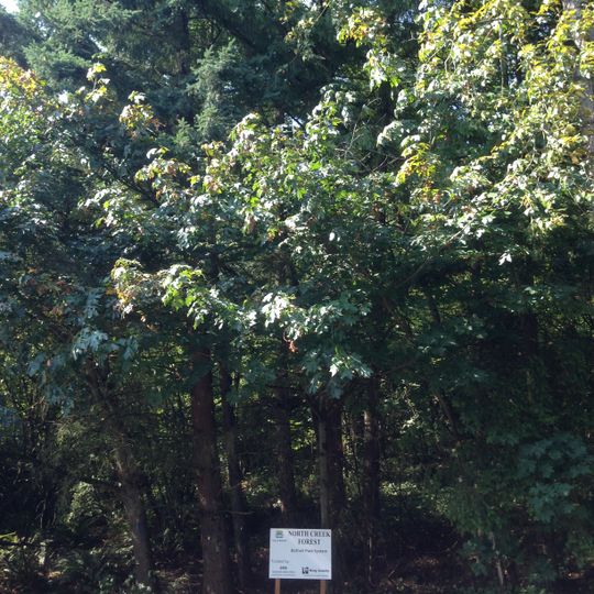 North Creek Forest