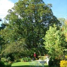 1 Linde "Uhlandlinde"