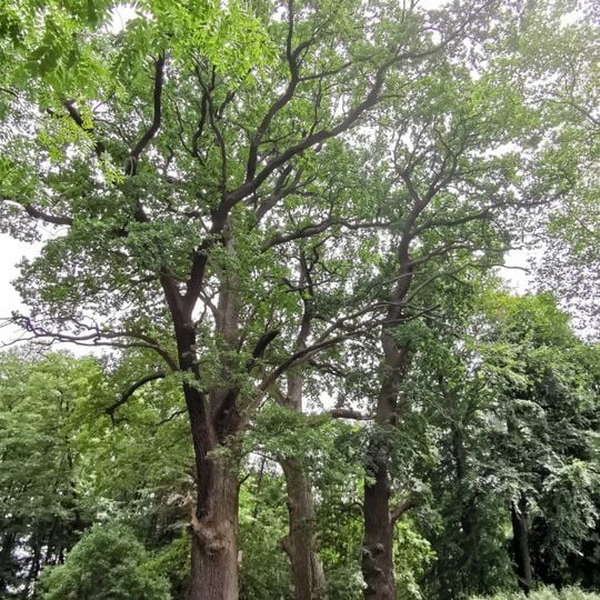 Naturdenkmal Stiel-Eiche 2 Park, östlich anschließend an die Ortslage in Blumberg