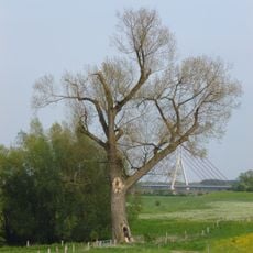 Poplar near Büderich