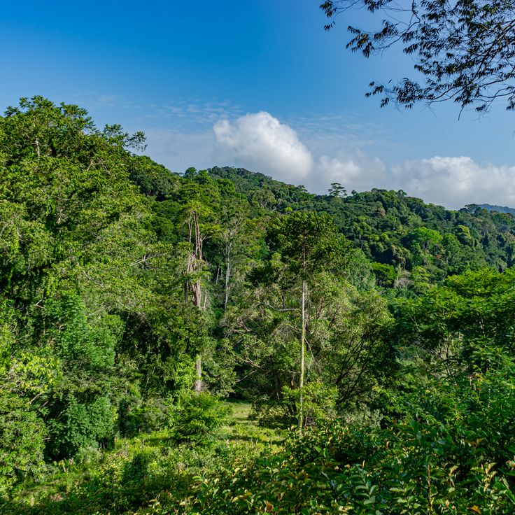 Amani Nature Reserve