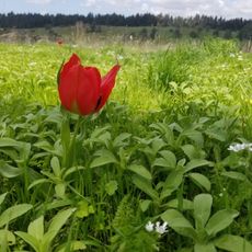 הפינה של בלו