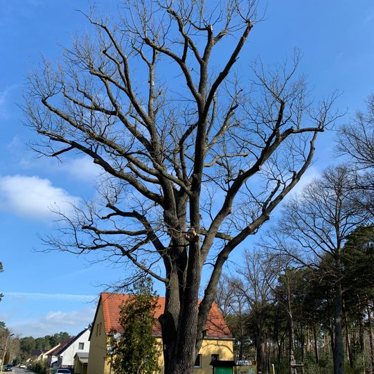 Naturdenkmal Stieleiche 3 Motzener Straße, Flur 2, Flurstück 201 in Groß Köris