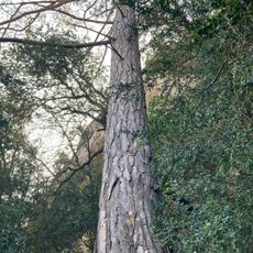 Pinassa de la Balma de la Pinassa