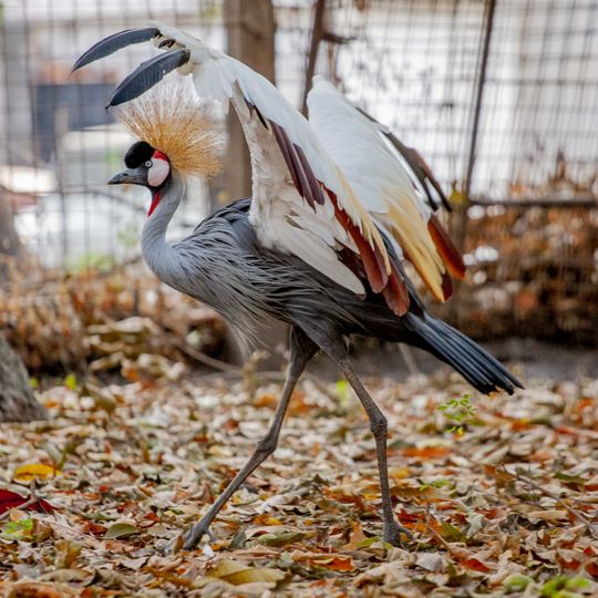 Jardin zoologique de Kinshasa