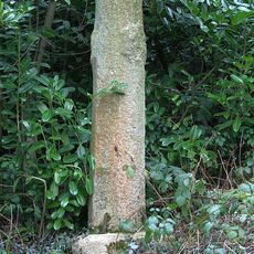 Pynes Cross, 290m east of Pynes