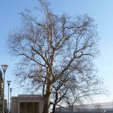 Platan javorolistý na Petrově