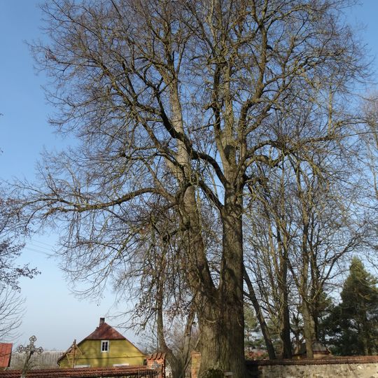 Daujėnų bažnyčios šventoriaus liepa