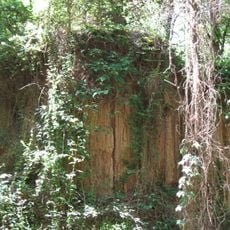 Mississippi Petrified Forest