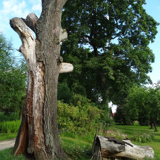 Kretuonių pirmasis ąžuolas