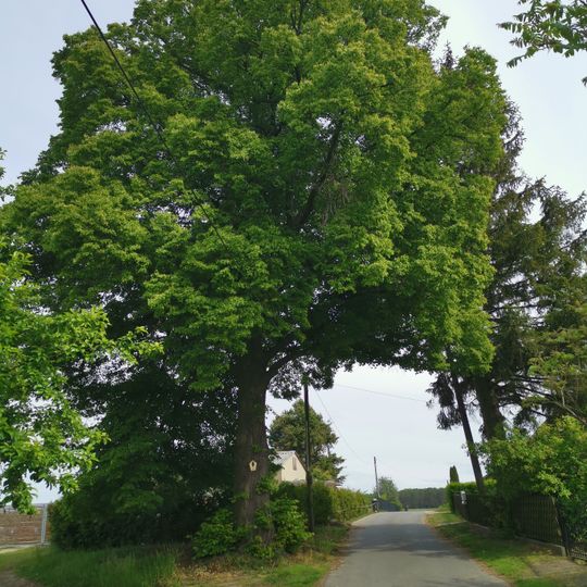 Naturdenkmale Linde in Groß Döbbern