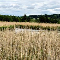 Goldsee