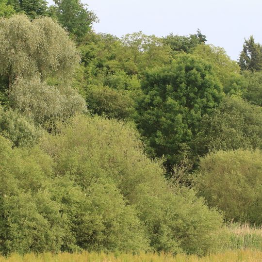 Feuchtgebiet "Unter der Mühle"
