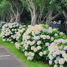 大津公園