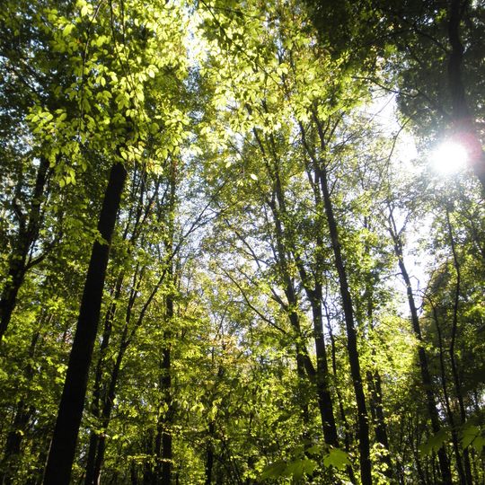 Chornoliskyi Nature Reserve